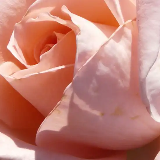 Comanda trandafiri online - Roz - trandafir teahibrid - trandafir cu parfum intens - Rosa Schöne Berlinerin® - Mathias Tantau, Jr. - ,-